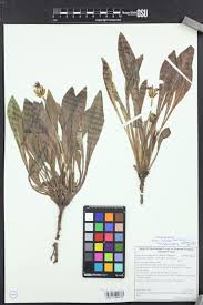 Image result for Agoseris major