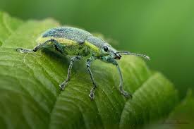 Attēlu rezultāti vaicājumam “Chlorophanus viridis”