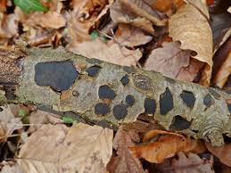 Attēlu rezultāti vaicājumam “Biscogniauxia granmoi”