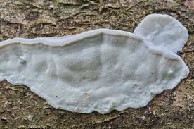 Attēlu rezultāti vaicājumam “Skeletocutis nivea”