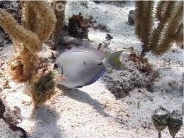 Image result for Acanthurus bahianus