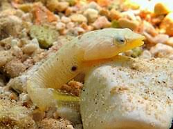 Attēlu rezultāti vaicājumam “Dictenidia bimaculata male”