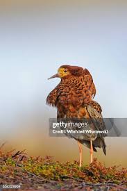 Attēlu rezultāti vaicājumam “Philomachus pugnax adult”