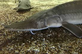 Image result for Scaphirhynchus platorynchus