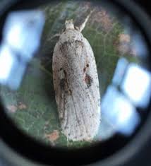 Attēlu rezultāti vaicājumam “Agonopterix ocellana”