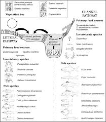 Image result for Chelon dumerili