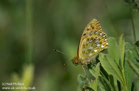 Attēlu rezultāti vaicājumam “Argynnis aglaja underside”