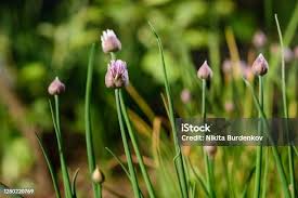 Attēlu rezultāti vaicājumam “Allium schoenoprasum bud”