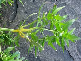 Attēlu rezultāti vaicājumam “Melampsora populnea”