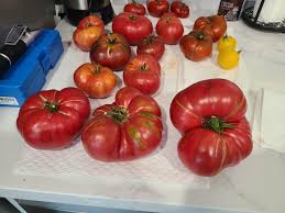 Afbeeldingsresultaat voor brandywine sudduth tomato