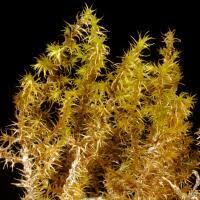 Attēlu rezultāti vaicājumam “Campyliadelphus elodes”