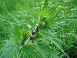Attēlu rezultāti vaicājumam “Leonurus quinquelobatus leaf”