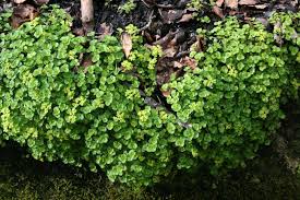 Attēlu rezultāti vaicājumam “Chrysosplenium alternifolium leaf”