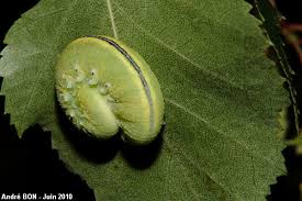 Attēlu rezultāti vaicājumam “Cimbex femoratus larva”
