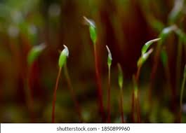 Attēlu rezultāti vaicājumam “Bryum amblyodon sporophyte”