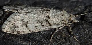 Attēlu rezultāti vaicājumam “Chimabachidae”