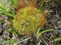 Attēlu rezultāti vaicājumam “Splachnum ampullaceum sporophyte”