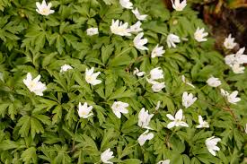 Image result for Buschwindröschen