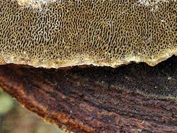 Attēlu rezultāti vaicājumam “Phellinus pini”