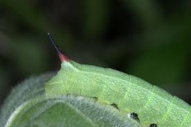 Attēlu rezultāti vaicājumam “Deilephila elpenor imago”