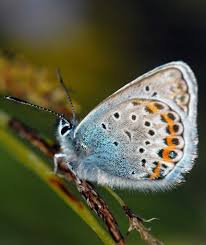 Attēlu rezultāti vaicājumam “Plebejus argus male”