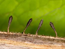 Attēlu rezultāti vaicājumam “Mycosphaerella millegrana”