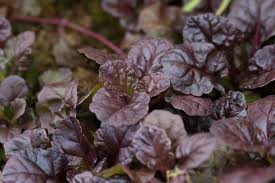 Attēlu rezultāti vaicājumam “Ajuga reptans leaf”