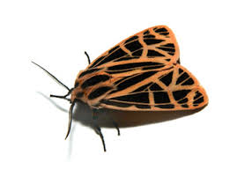 Attēlu rezultāti vaicājumam “Arctiidae”