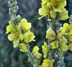 Attēlu rezultāti vaicājumam “Verbascum densiflorum leaf”