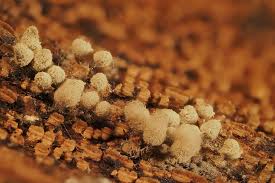 Attēlu rezultāti vaicājumam “Heterotrichia ferruginea (syn. Arcyria ferruginea)”