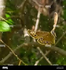 Attēlu rezultāti vaicājumam “Lopinga achine underside”