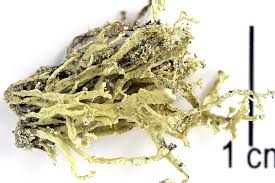 Attēlu rezultāti vaicājumam “Ramalina pollinaria”