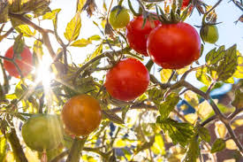 Afbeeldingsresultaat voor CDB tomato