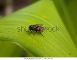 Attēlu rezultāti vaicājumam “Brachycera”