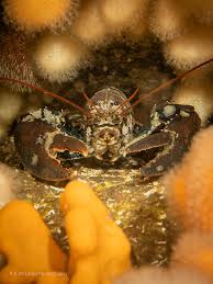 Image result for Homarus gammarus