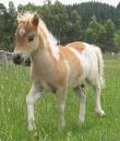 Welcome to Suncrest White galloway Cattle and Miniature Horse Studs