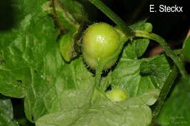 Attēlu rezultāti vaicājumam “Liposthenes glechomae”