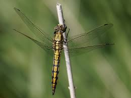 Attēlu rezultāti vaicājumam “Orthetrum cancellatum”