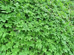 Attēlu rezultāti vaicājumam “Aegopodium podagraria”