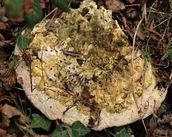 Attēlu rezultāti vaicājumam “Rigidoporus crocatus”