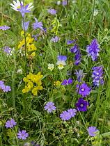 Image result for Legousia speculum-veneris