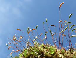Attēlu rezultāti vaicājumam “Leiocolea rutheana sporophyte”
