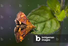 Attēlu rezultāti vaicājumam “Pyrausta purpuralis”