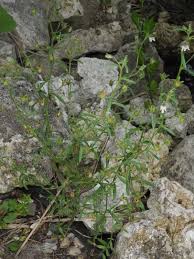 Attēlu rezultāti vaicājumam “Microrrhinum minus leaf”