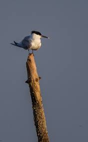 Attēlu rezultāti vaicājumam “Sterna sandvicensis”