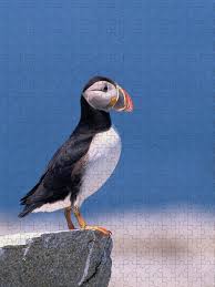 Image result for Fratercula arctica