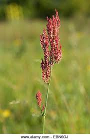 Attēlu rezultāti vaicājumam “Rumex thyrsiflorus”