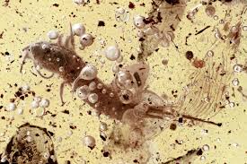 Attēlu rezultāti vaicājumam “Machilidae”