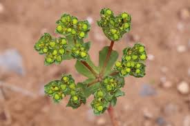 Attēlu rezultāti vaicājumam “Euphorbia helioscopia”