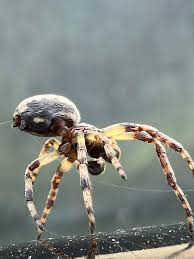 Attēlu rezultāti vaicājumam “Larinioides cornutus male”